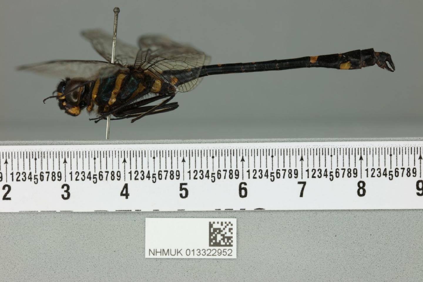 Macromia ida thumbnail