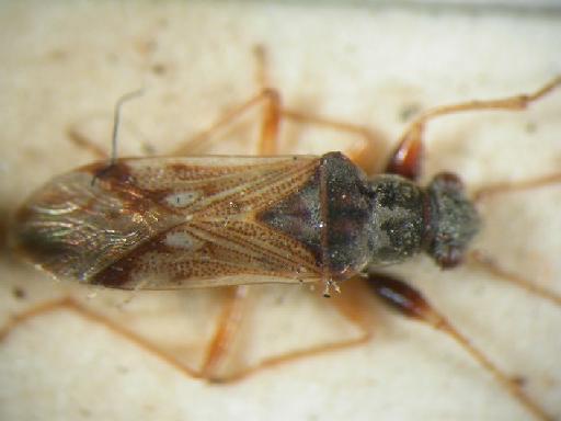 Pseudopachybrachius undulates Dohrn - Hemiptera: Pseudopachybrachius Und