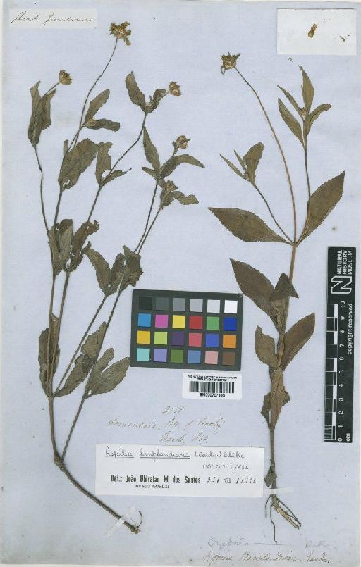 Aspilia bonplandiana (Gardner) Blake - BM000797395