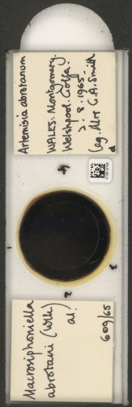 Macrosiphoniella abrotani Walker, 1852 - 010012700_112658_1094710