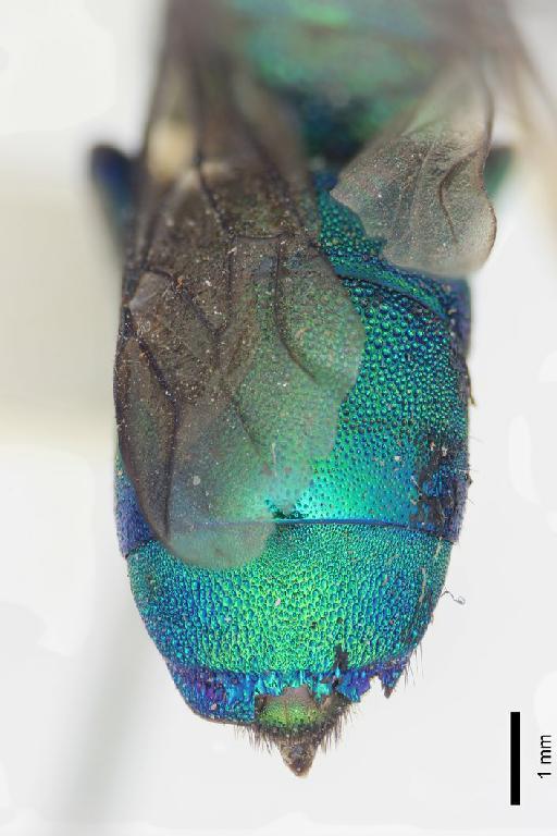 Chrysis smaragdicolor Walker, 1868 - Chrysis_smaragdicolor-BMNH(E)#970914_type-distal-1_6X