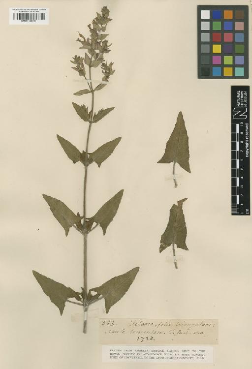 Salvia canariensis L. - BM001122772