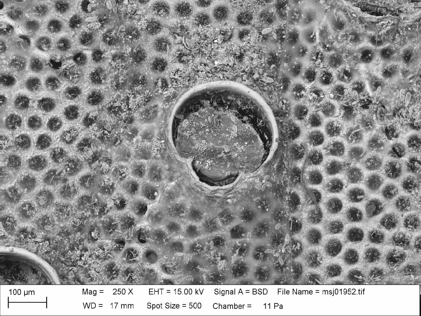 To NHMUK collection (Watersipora souleorum Vieira, Spencer Jones & Taylor, 2014; NHMUK:ecatalogue:3099344)