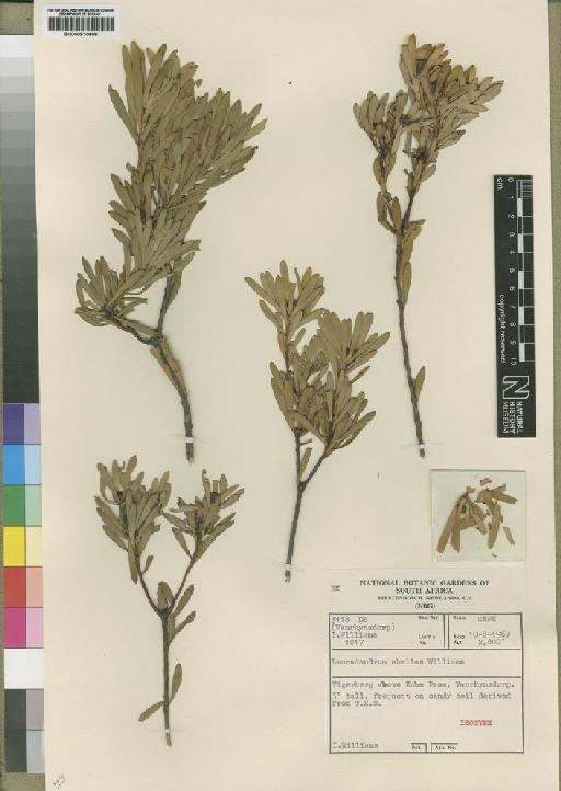 Leucadendron sheilae I.Williams - BM000910606