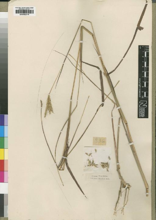 Andropogon auriculatus Stapf - BM000923475