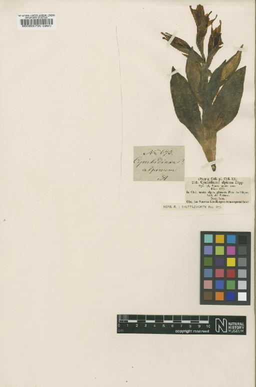 Chloraea alpina Poepp. - BM000095730