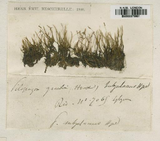 Pilopogon gracilis (Hook.) Brid. - BM000879901