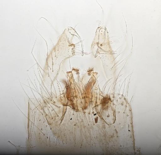 Culex (Culex) pipiens Linnaeus, 1758 - 013444337 Culex pipiens genitlalia