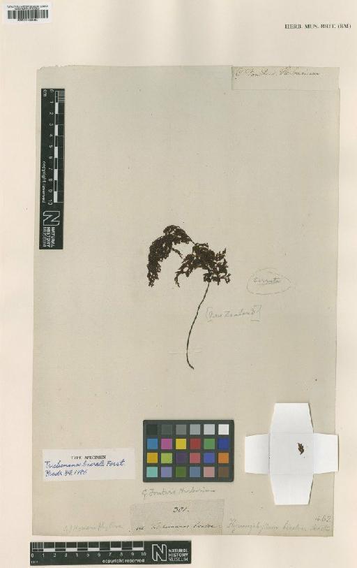 Hymenophyllum bivalve (G.Forst.) Sw. - BM001048387
