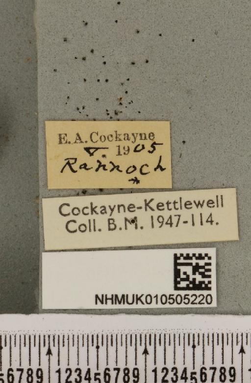 Acronicta cinerea ab. fasciata Hannemann, 1916 - NHMUK_010505220_label_562917