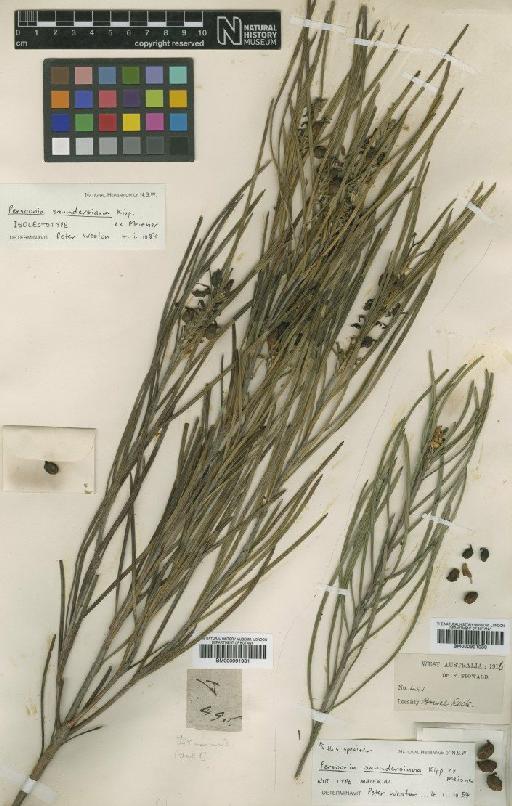 Persoonia saundersiana Kippist ex Meisn. - BM000991981