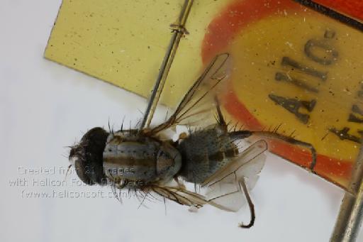 Leucophora chilensis (Malloch, 1934) - Leucophora chilensis AT dorsal