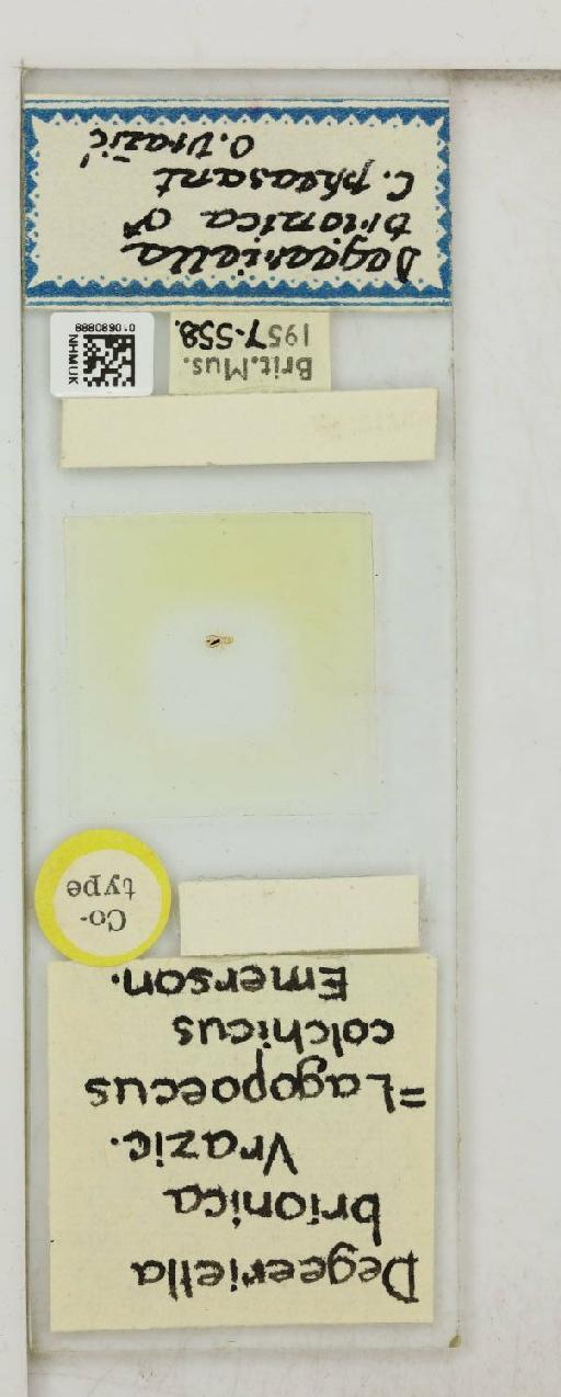 Lagopoecus brionica Vrazic, 1956 - 010680888_816433_1430158