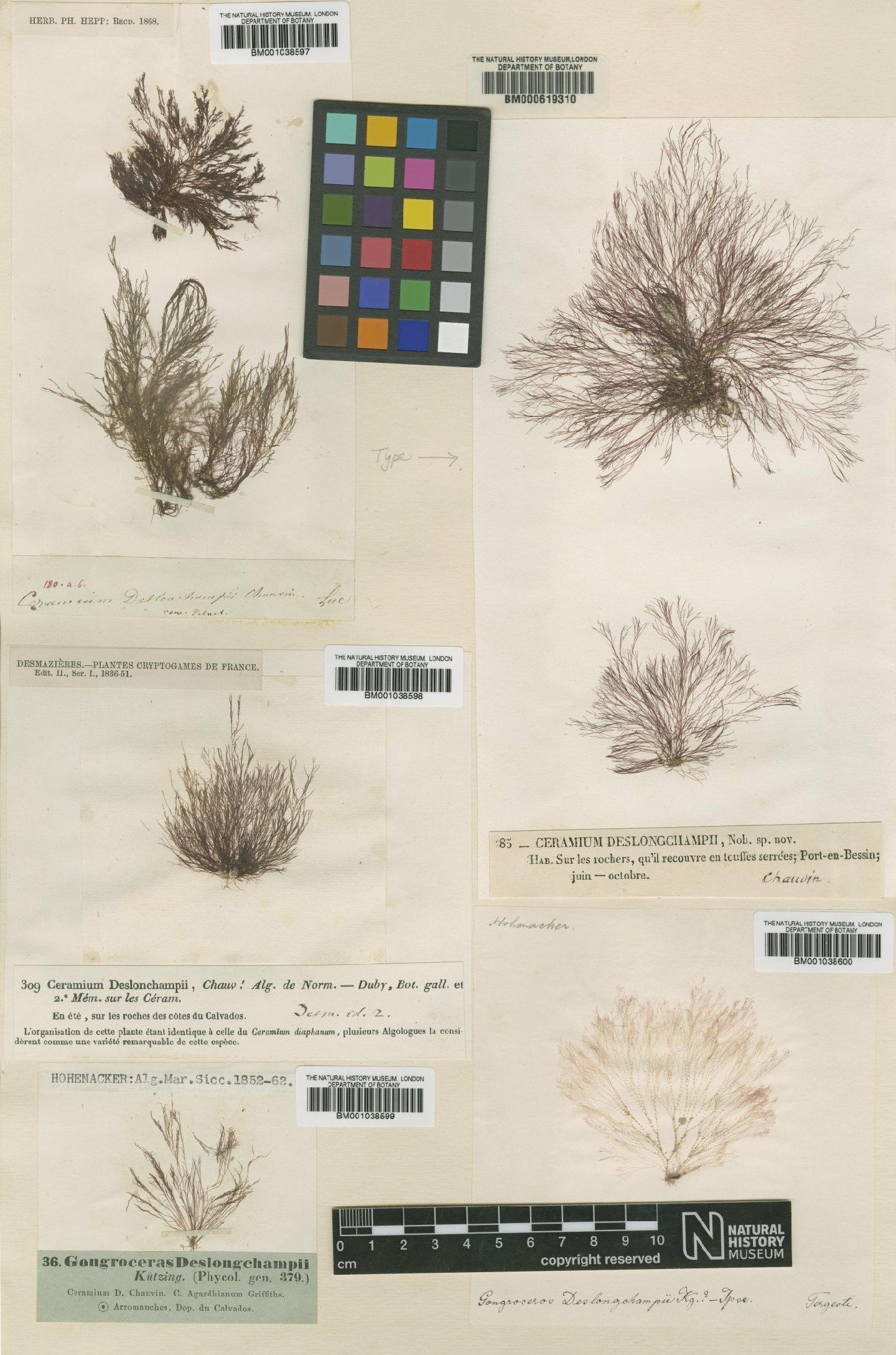 To NHMUK collection (Ceramium deslongchampsii Chauv. ex Duby; NHMUK:ecatalogue:623412)