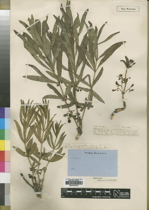 Fadogia stenophylla Hiern - BM000903523