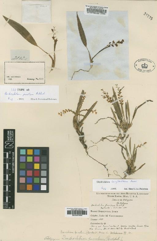 Dendrochilum pumilum Rchb.f. - BM000048933