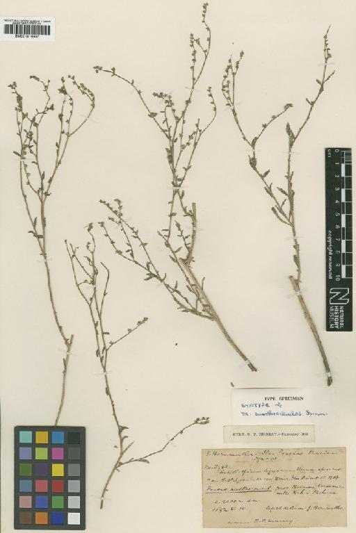 Heliotropium sarothroclados Bornm - BM001014447