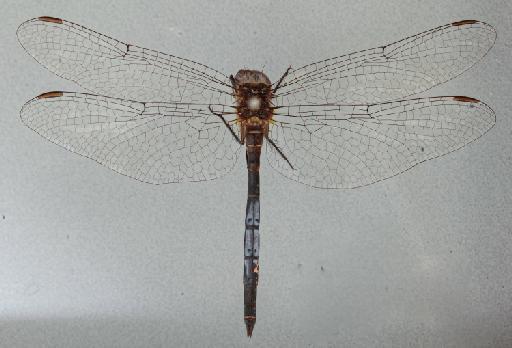 Lokithemis leakeyi Pinhey, 1955 - 011248569_Lokithemis_leakeyi_T_dorsal