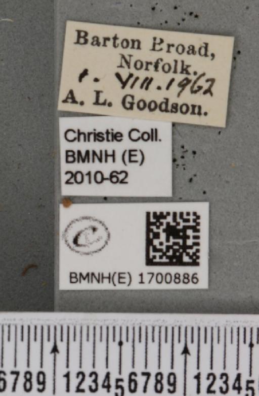 Earias clorana (Linnaeus, 1761) - BMNHE_1700886_label_297134