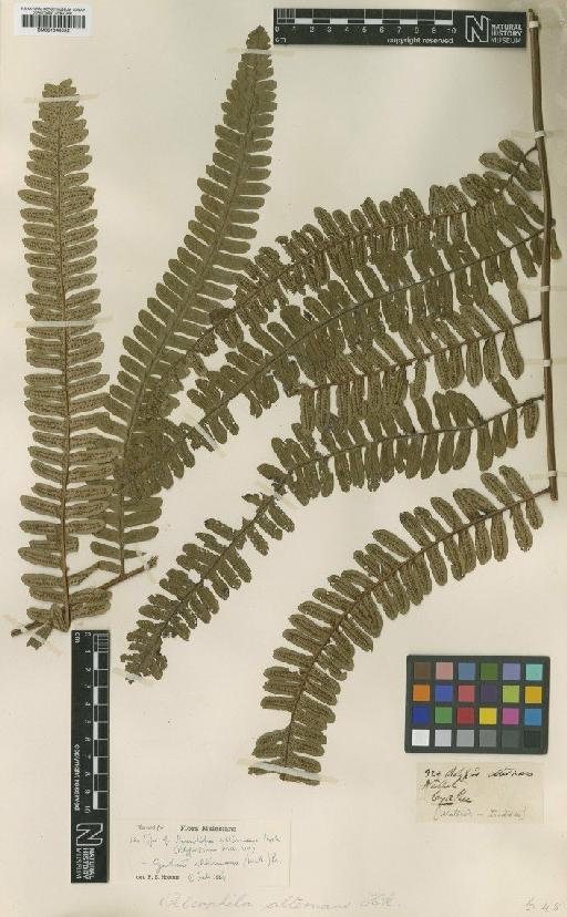 Cyathea alternans (Hook.) C.Presl - BM001048052
