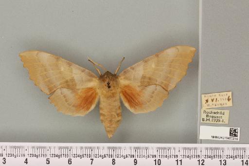 Laothoe populi populi (Linnaeus, 1758) - NHMUK_010420219_525491