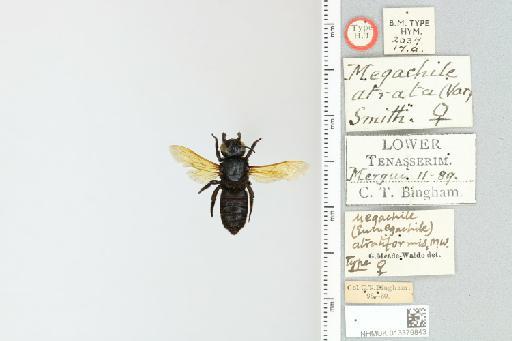 Megachile atratiformis Meade-Waldo, 1914 - 013379843_835588_-