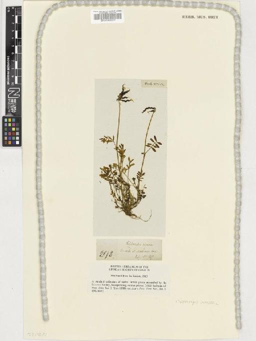 Hippocrepis comosa L. - BM000955619