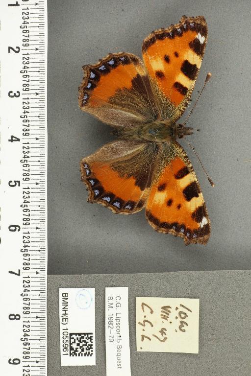 Aglais urticae ab. parvinotata Raynor, 1909 - BMNHE_1055961_45275