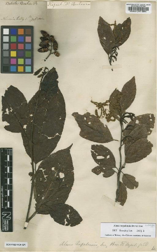 Alnus nepalensis D.Don - BM000521900