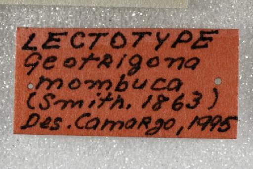 Trigona mombuca Smith, F., 1863 - Trigona_mombuca-BMNH(E)970284- label8-0.8x