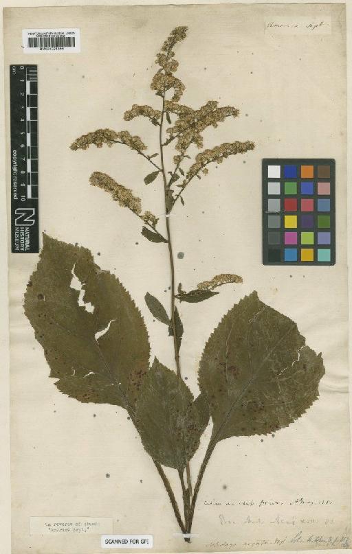 Solidago arguta Aiton - BM001025396