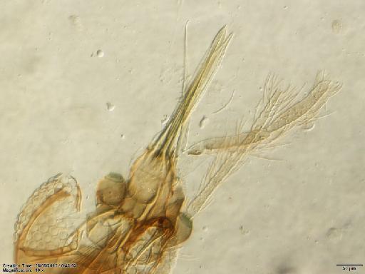 Lutzomyia walkeri species group Migonei Newstead, 1914 - Lutzomyia_walkeri-BMNH(E)1722102_PR-female_mouthparts-10x.tif