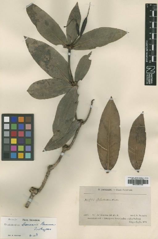 Rhododendron beccarii Sleumer - BM000996728