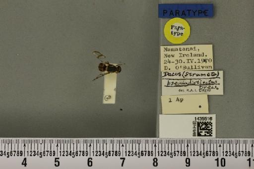 Bactrocera (Bactrocera) pseudodistincta (Drew, 1971) - BMNHE_1435516_28845