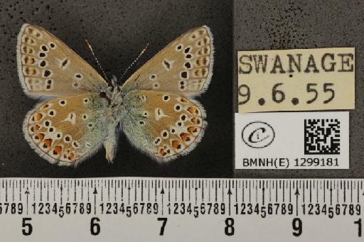 Polyommatus icarus icarus (Rottemburg, 1775) - BMNHE_1299181_149936