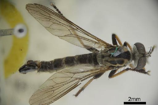 Neoitamus neoclaripes Hardy, G.H., 1921 - Neoitamus neoclaripes dorsal