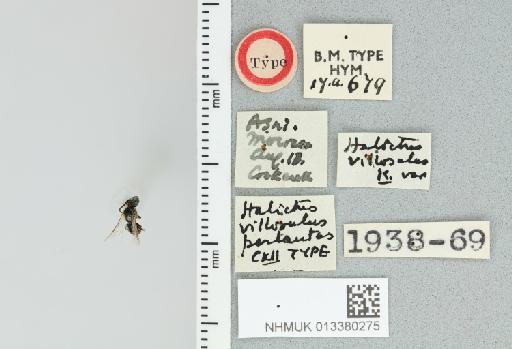 Halictus villosulus perlautus Cockerell, 1938 - 013380275_235896_-
