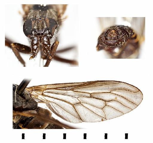 Salentia costalis (Wiedemann, 1824) - NHM UK 010092005 S.costalis head, terminalia and wing female