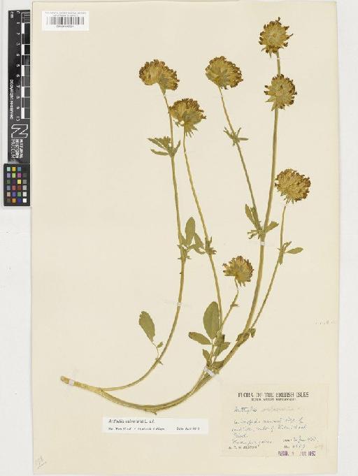 Anthyllis vulneraria L. - BM001128501