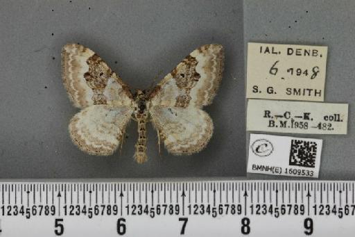 Xanthorhoe montanata montanata ab. fuscomarginata Staudinger, 1871 - BMNHE_1609533_312220