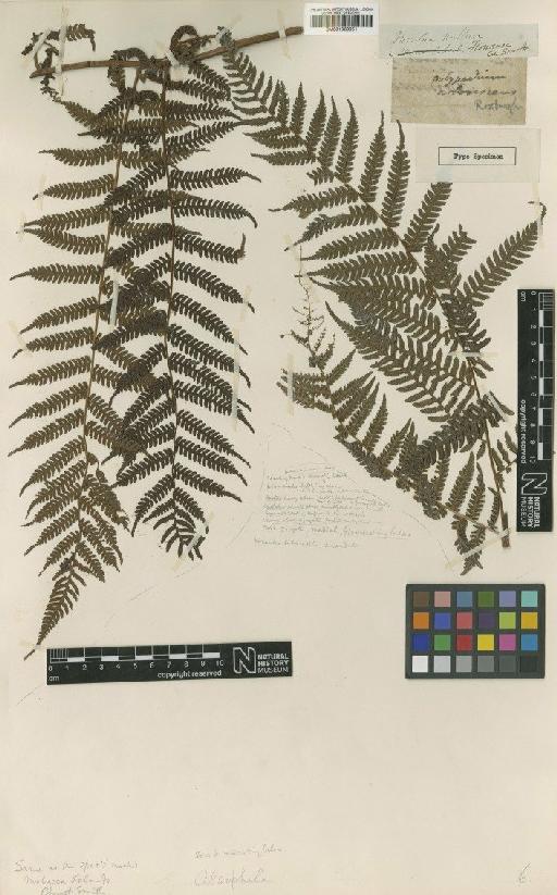 Cyathea crenulata Blume - BM001039951