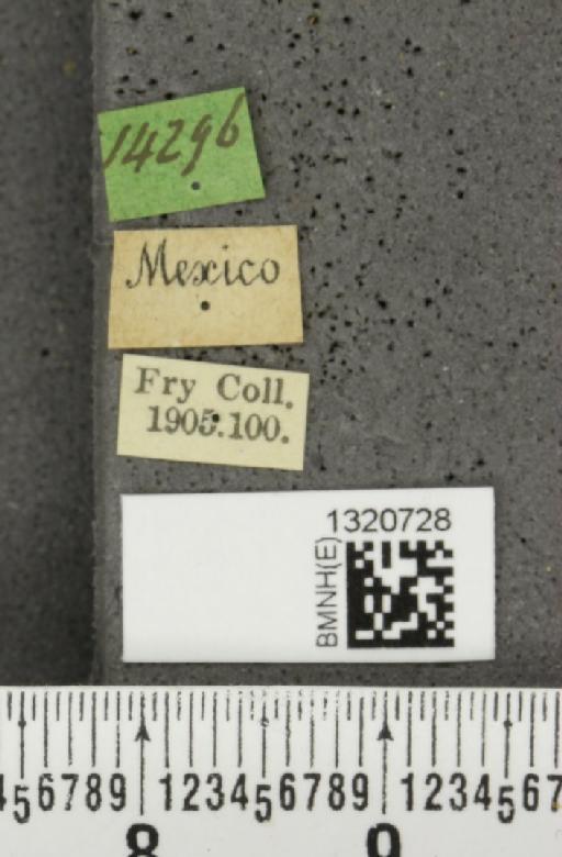 Paratriarius curtisii (Baly, 1886) - BMNHE_1320728_label_21389