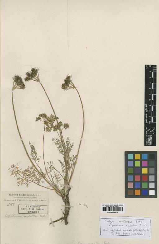 Ligusticum modestum Diels - BM000885419