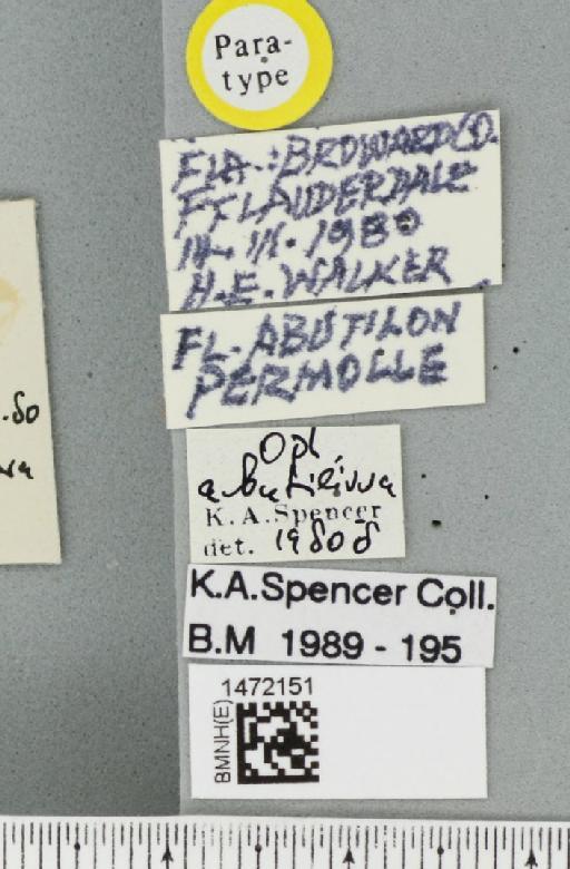 Ophiomyia abutilivora Spencer, 1986 - BMNHE_1472151_label_46954