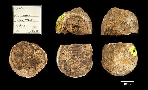 Hyaena perrieri (Croizet & Jobert, 1828) - NHMUK PV M98464 corprolite