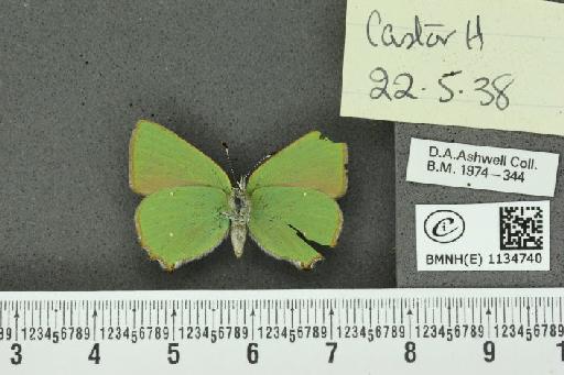 Callophrys rubi rubi (Linnaeus, 1758) - BMNHE_1134740_98087