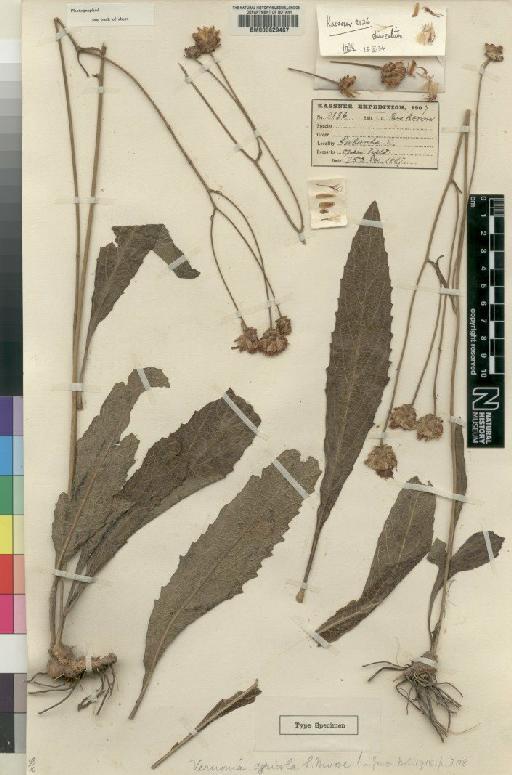 Vernonia subaphylla Baker - BM000629467