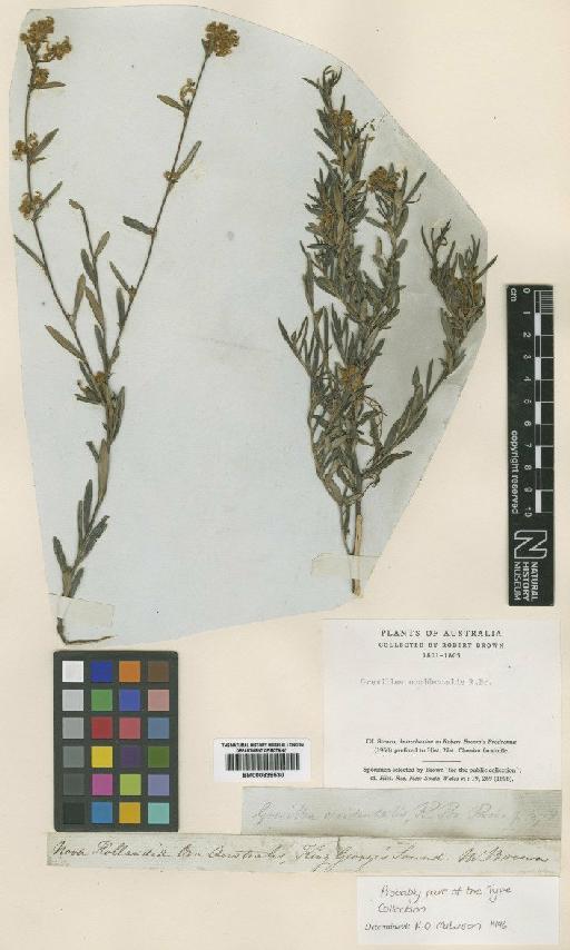 Grevillea occidentalis R.Br. - BM000839530 (2)