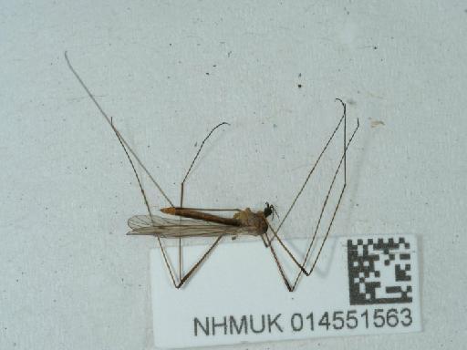 Tipula Linnaeus, 1758 - 014551563_1