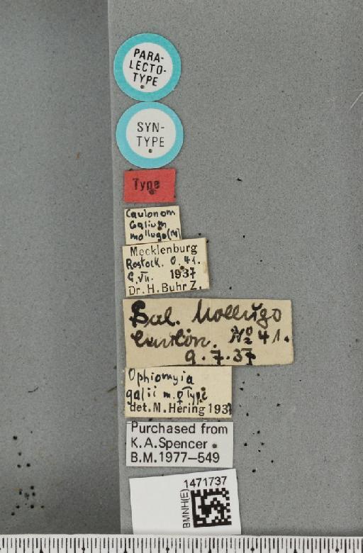 Ophiomyia galii Hering, 1937 - BMNHE_1471737_label_47399